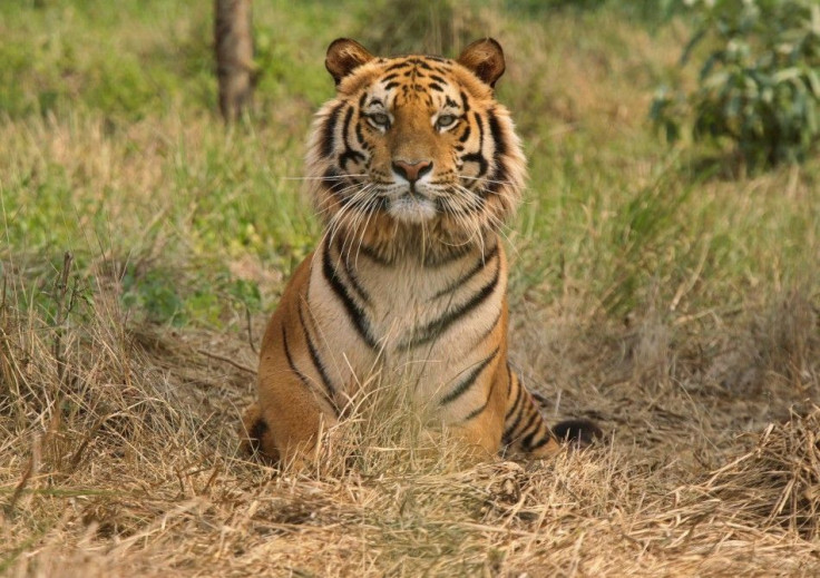 Raja Royal Bengal Tiger rests inside tiger rescue centre at Jaldapara