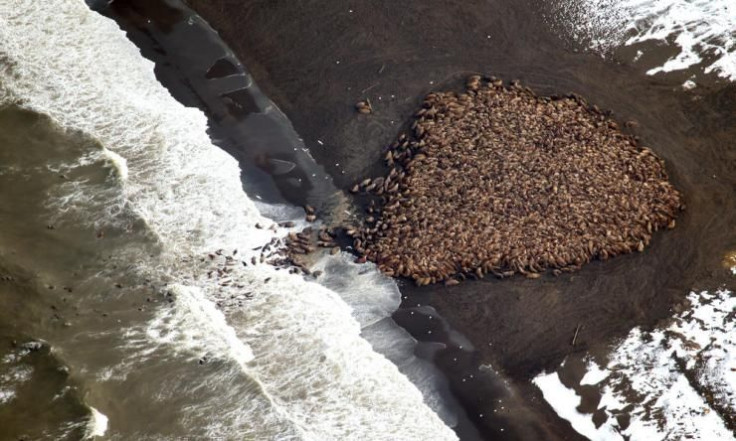 Walruses Climate Change