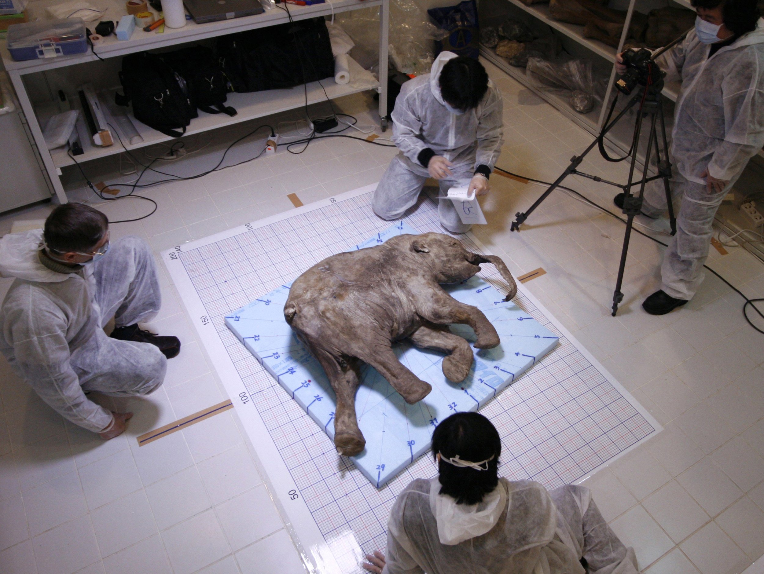 Is Cloning Possible For Extinct Animals? Mammoth Lab Created By Russia,  South Korea Scientists