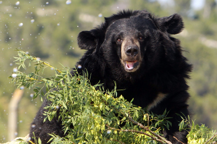 black bear