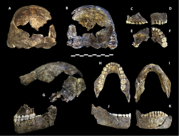 Homo naledi (2)