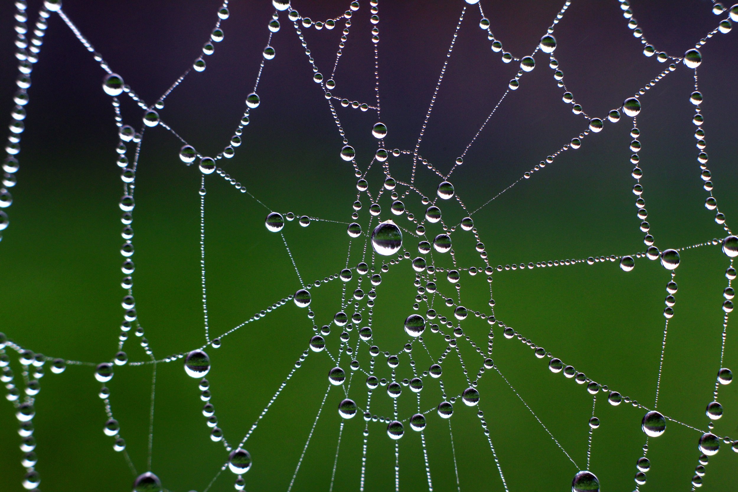 Venomous Spider Invasion False Widow Population Boom In Britain Threatens Suburban Homes Ibtimes