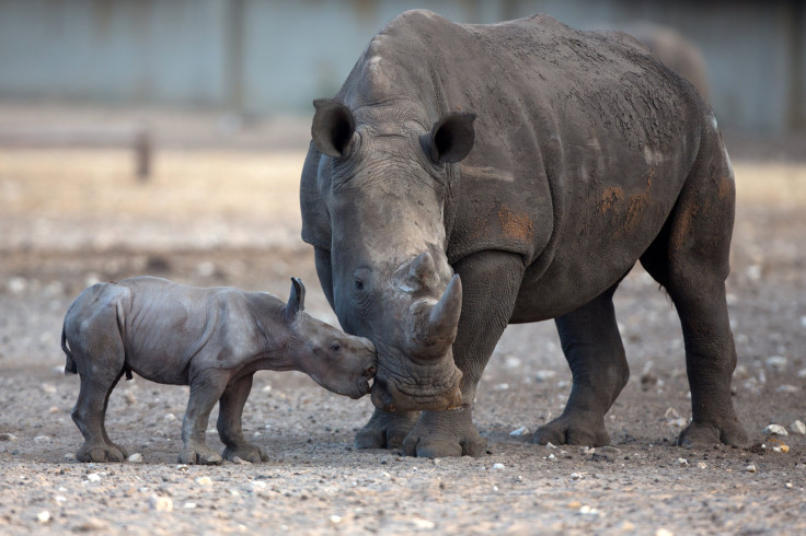 Rhinos