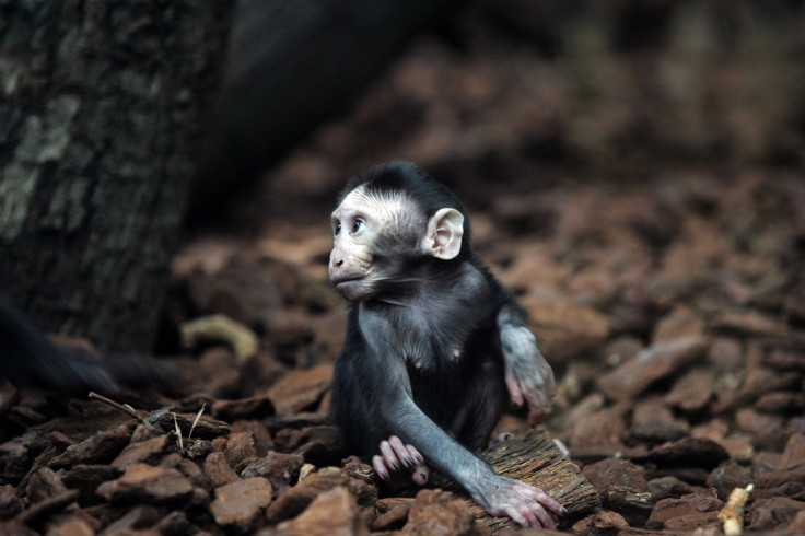 Baby crested macaque monkey