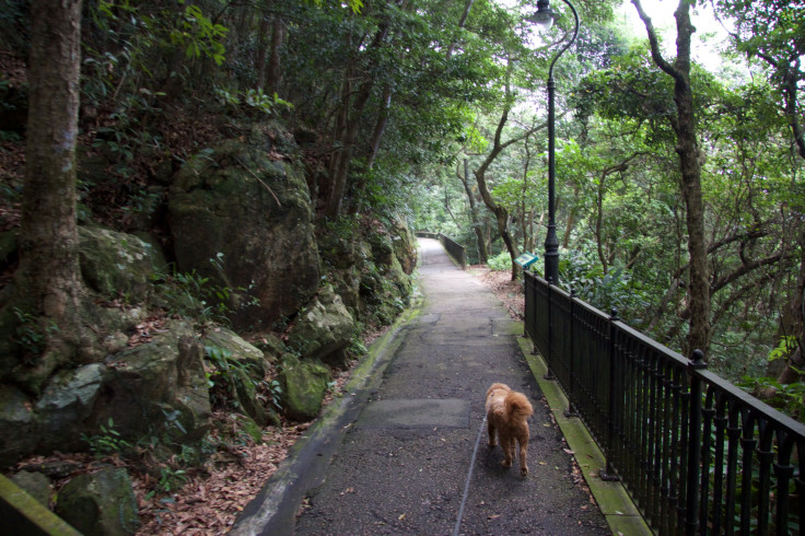 Hong Kong dog poisoner