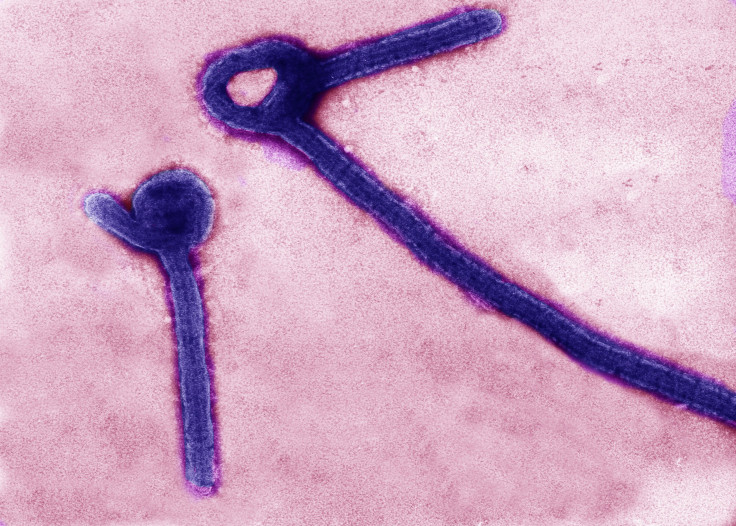 ebola virus