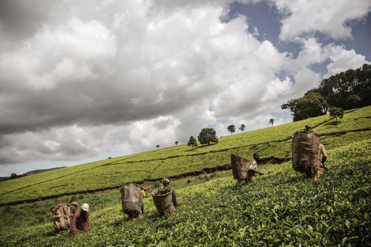 Malawi tea field