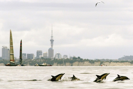 new zealand dolphins