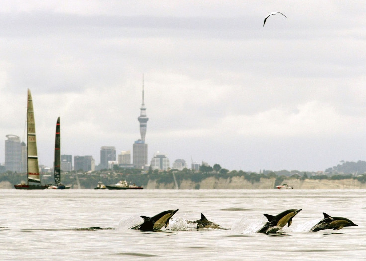 new zealand dolphins