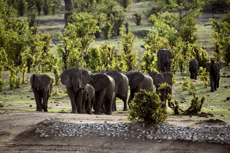 Hwange National Park elephants