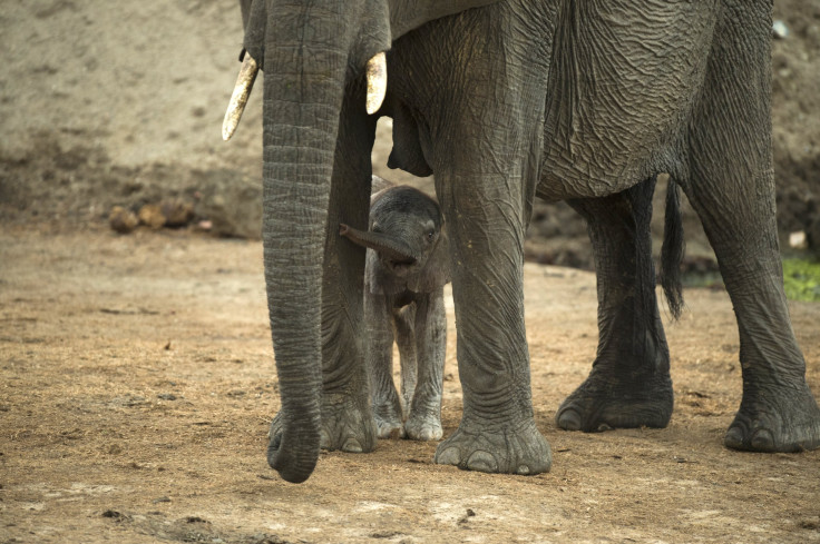 Hwange National Park elephants