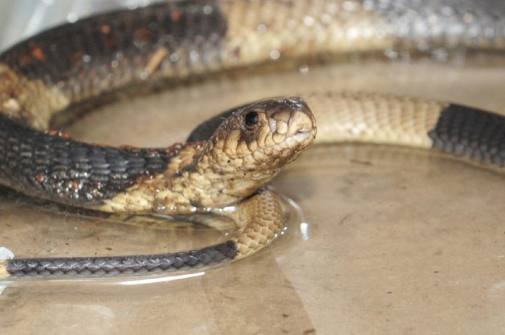 A recovered Egyptian cobra is displayed at the Bronx Zoo in handout photograph