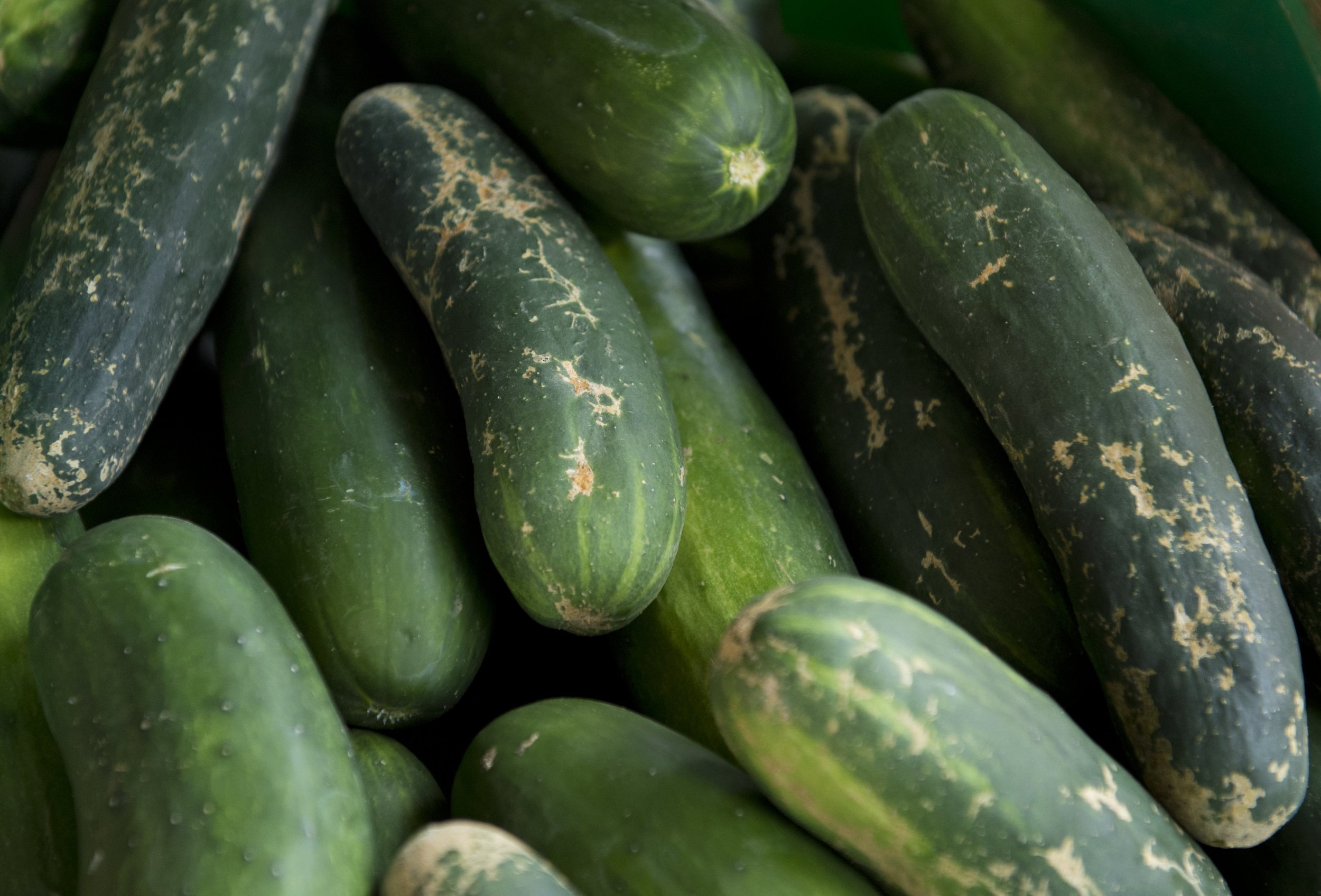 Cucumber Salmonella Outbreak 2015 Deadly Food Poisoning Cases In 35