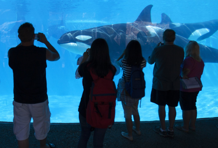 San Diego orcas SeaWorld