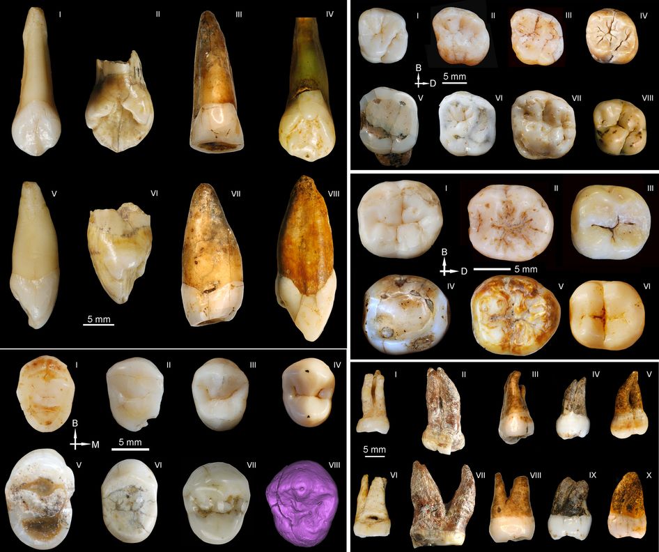 Ancient Homo Sapiens Teeth Discovered In China Raise Questions Over ...