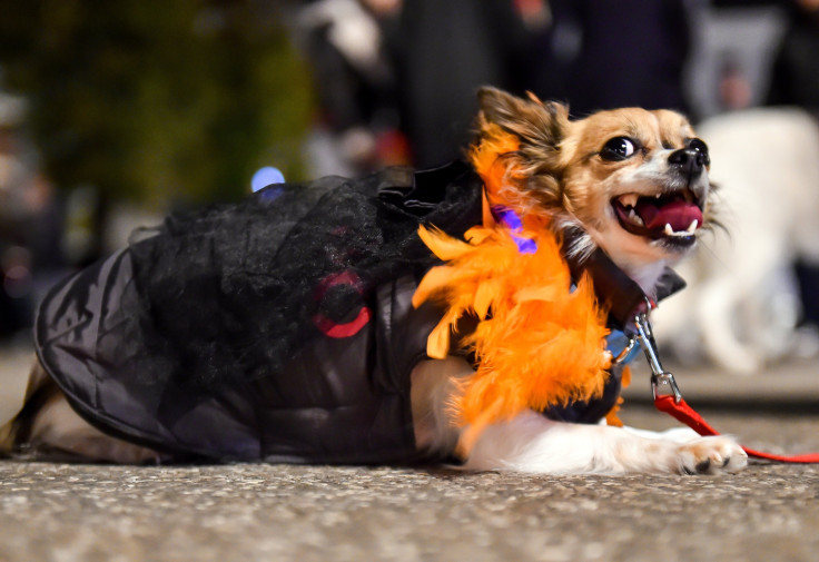 Dog dressed up for Halloween