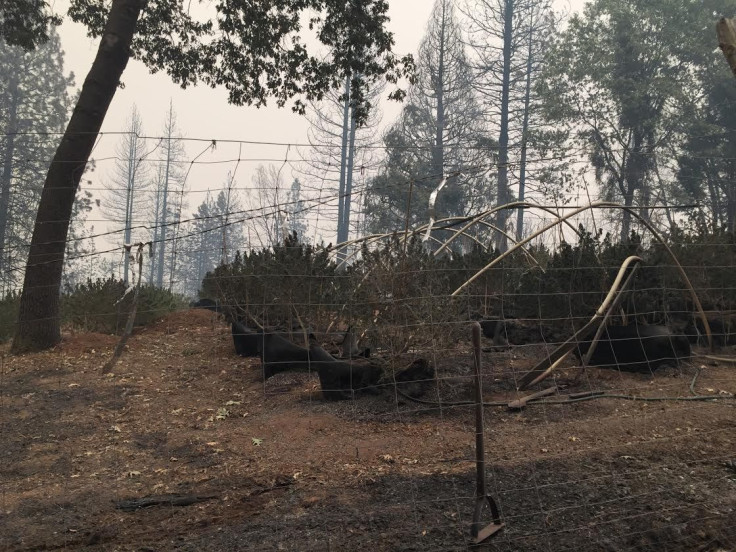 Burned marijuana farm