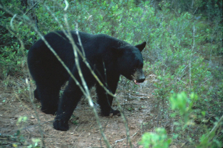 Florida bear