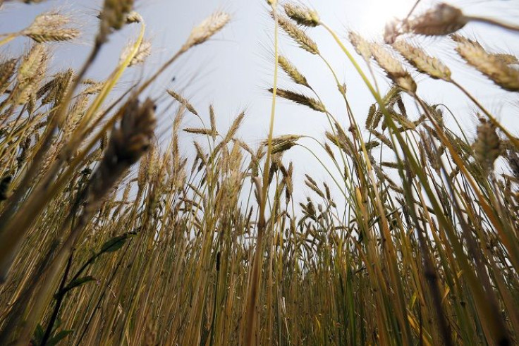 Wheat field