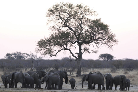 A herd of a elephants 