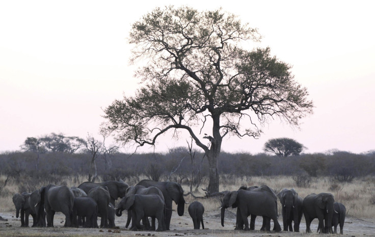 A herd of a elephants 