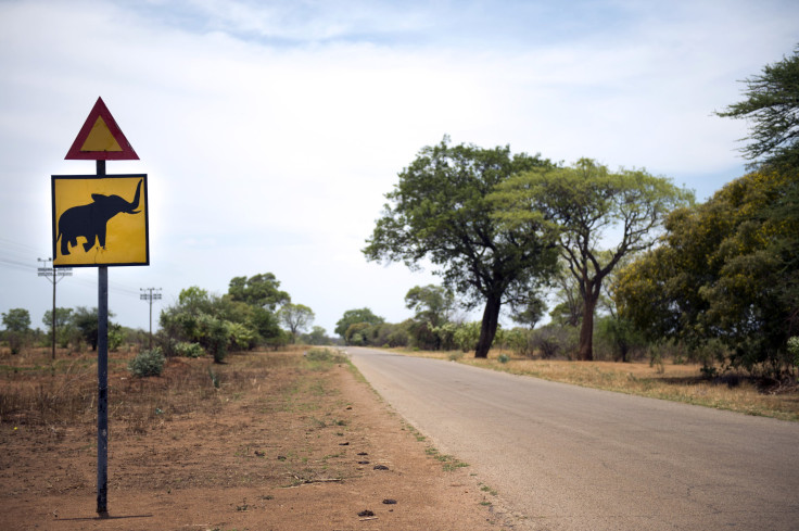 Elephant crossing in Hwange National Park