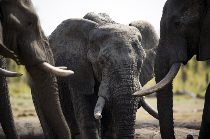 African elephants in Hwange National Park