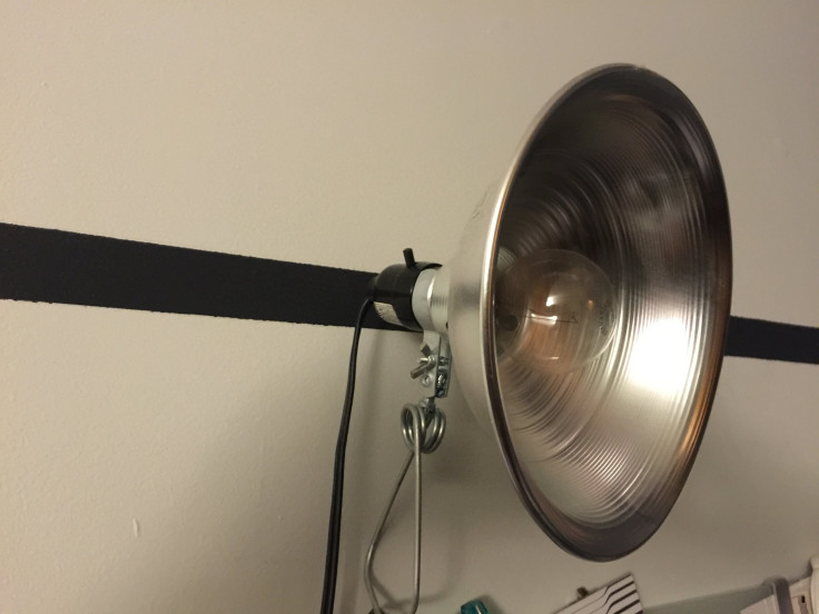Budget Lighting Clamp Lamp