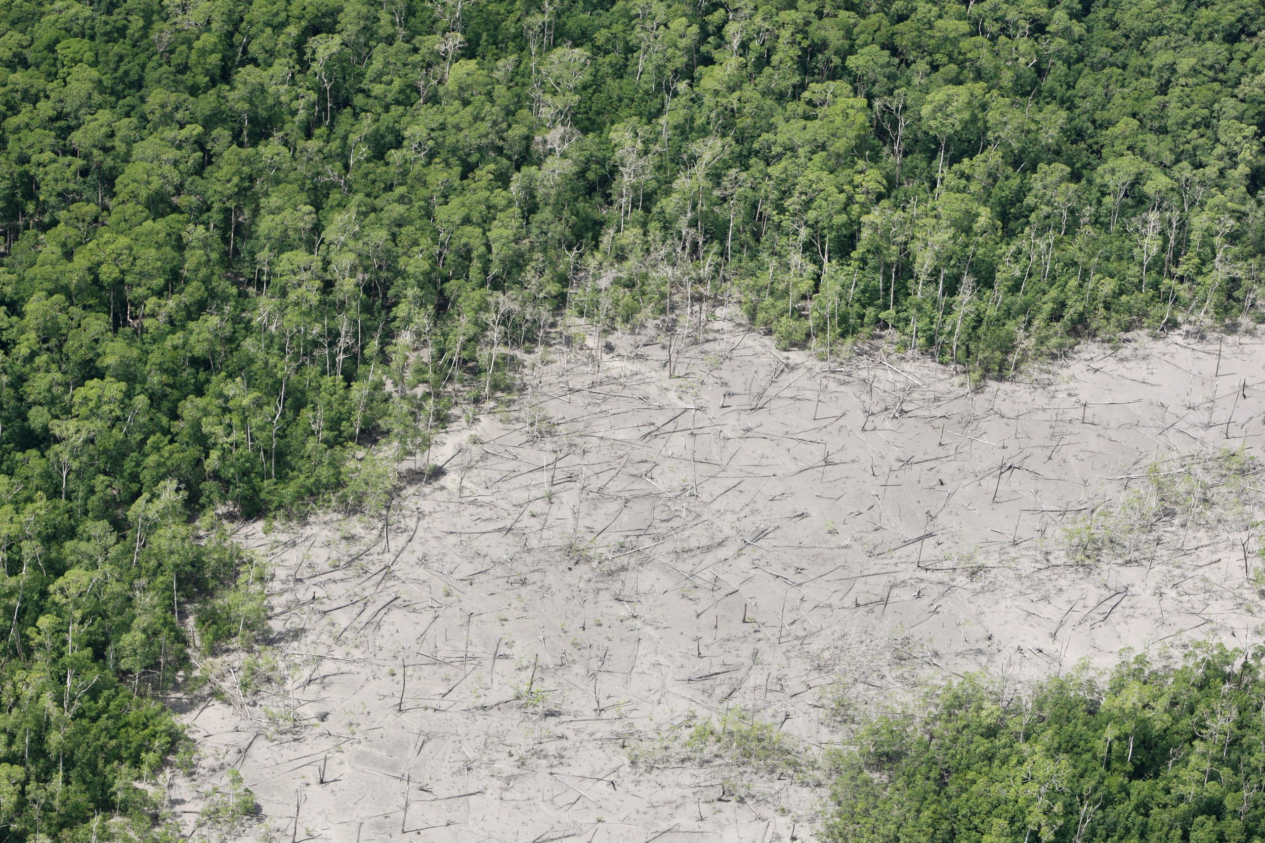 Deforestation in  Rainforest Threatens Indigenous Lands