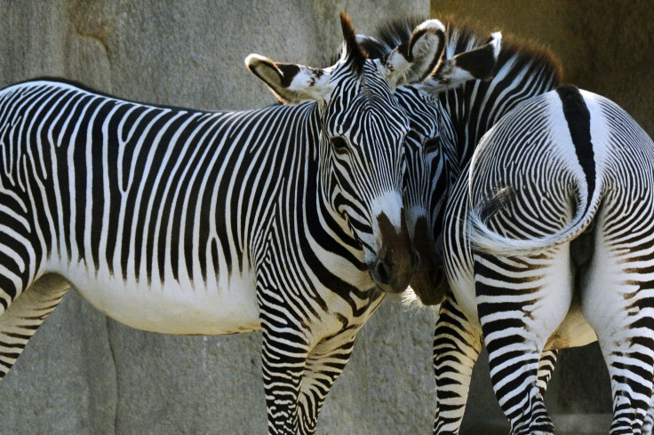 Zebras on Streets Of Philadelphia