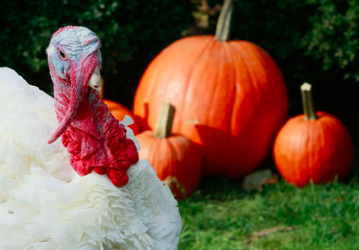 Turkey Pumpkin