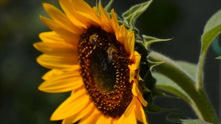 Caffeine Exposure Leaves Bees Buzzing