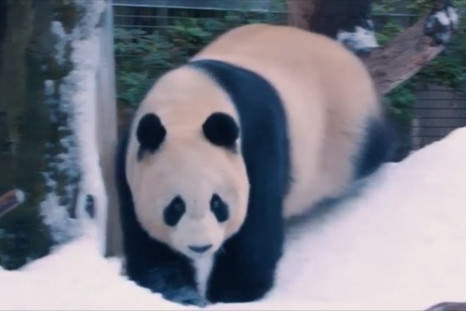 Pandas Get A Surprise Snow Day