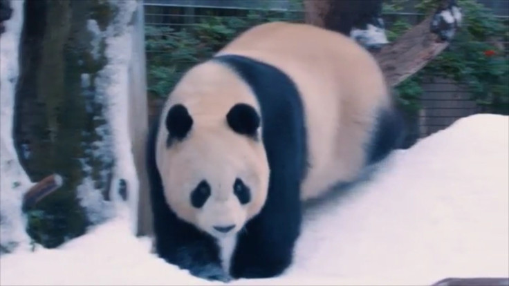 Pandas Get A Surprise Snow Day