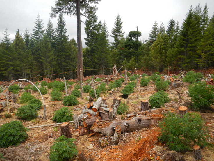 Destructive marijuana grow