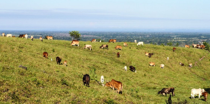 Guatemala_Cows