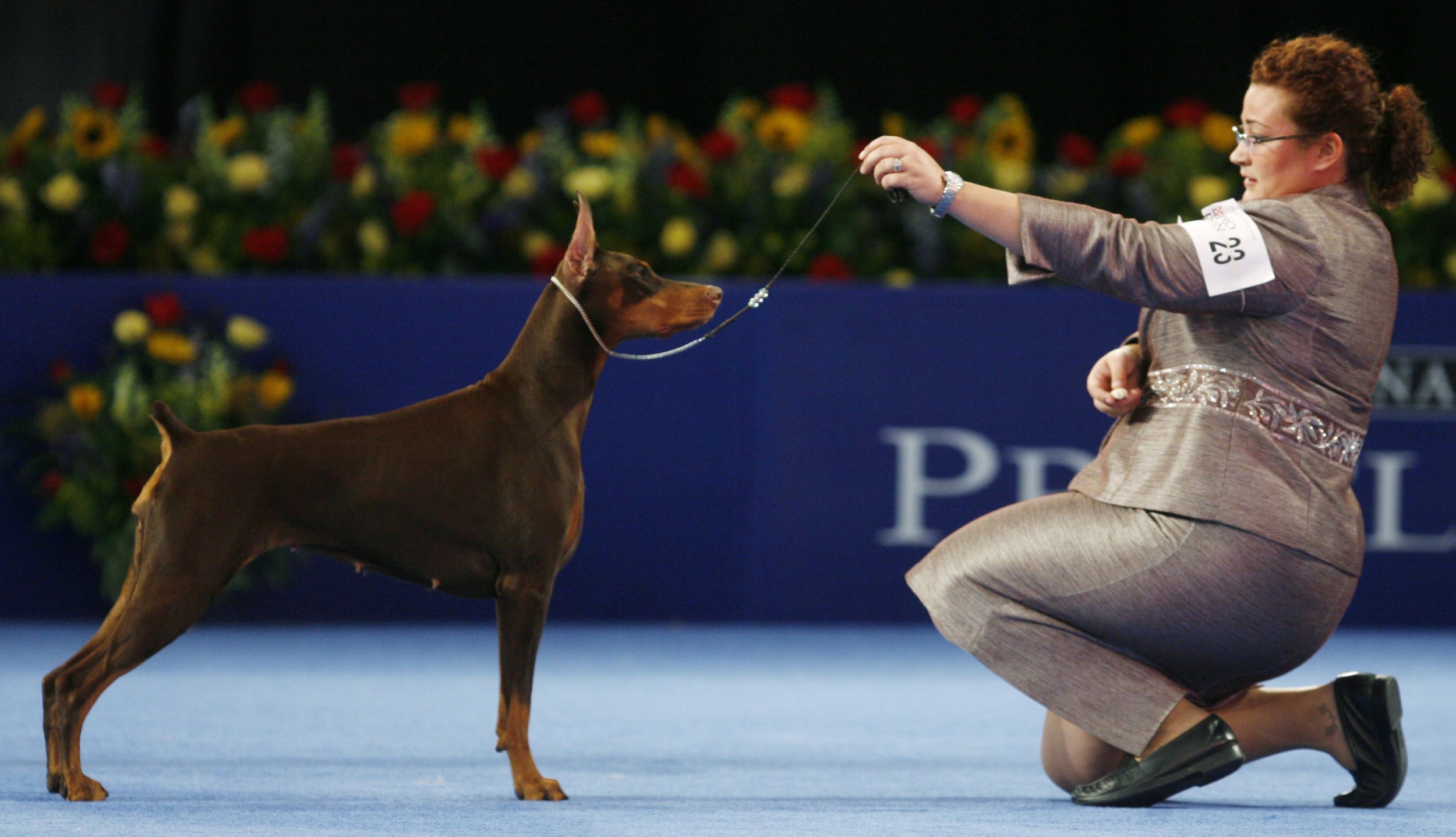 National Dog Show 2015 When And Where To Watch On TV, Live Stream For 14th Annual Thanksgiving Day Special IBTimes