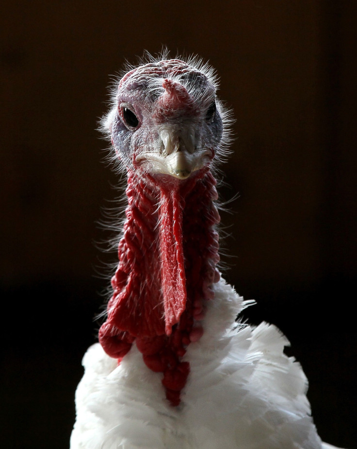 Thanksgiving