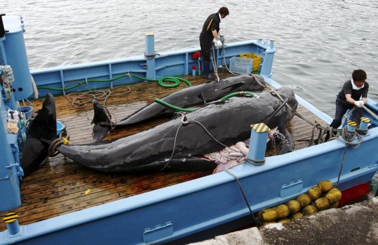 Japan whaling