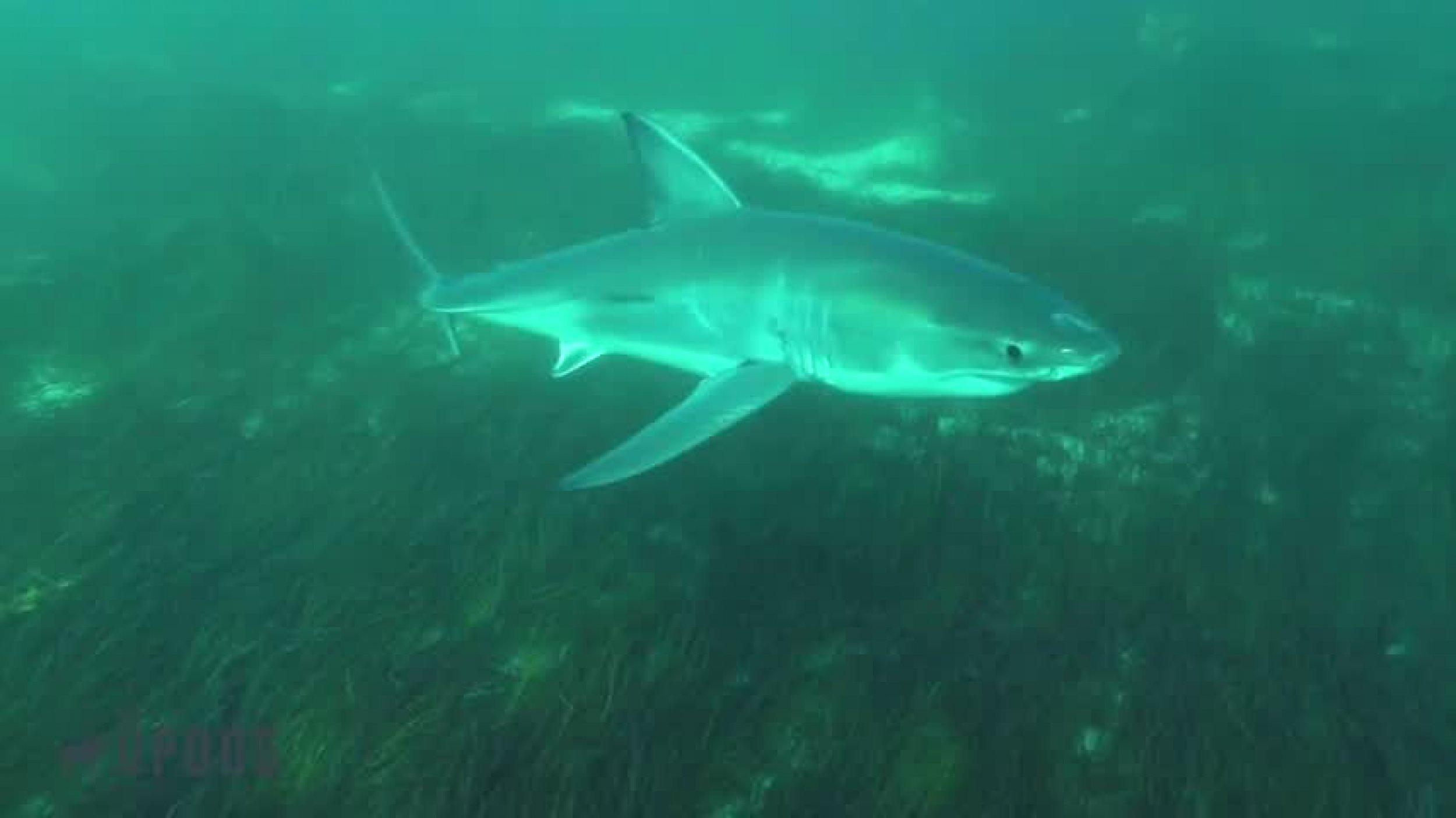 Rare Great White Shark Nursery Captured In Video