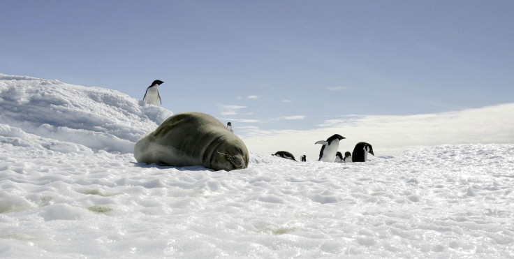 Weddell Sea