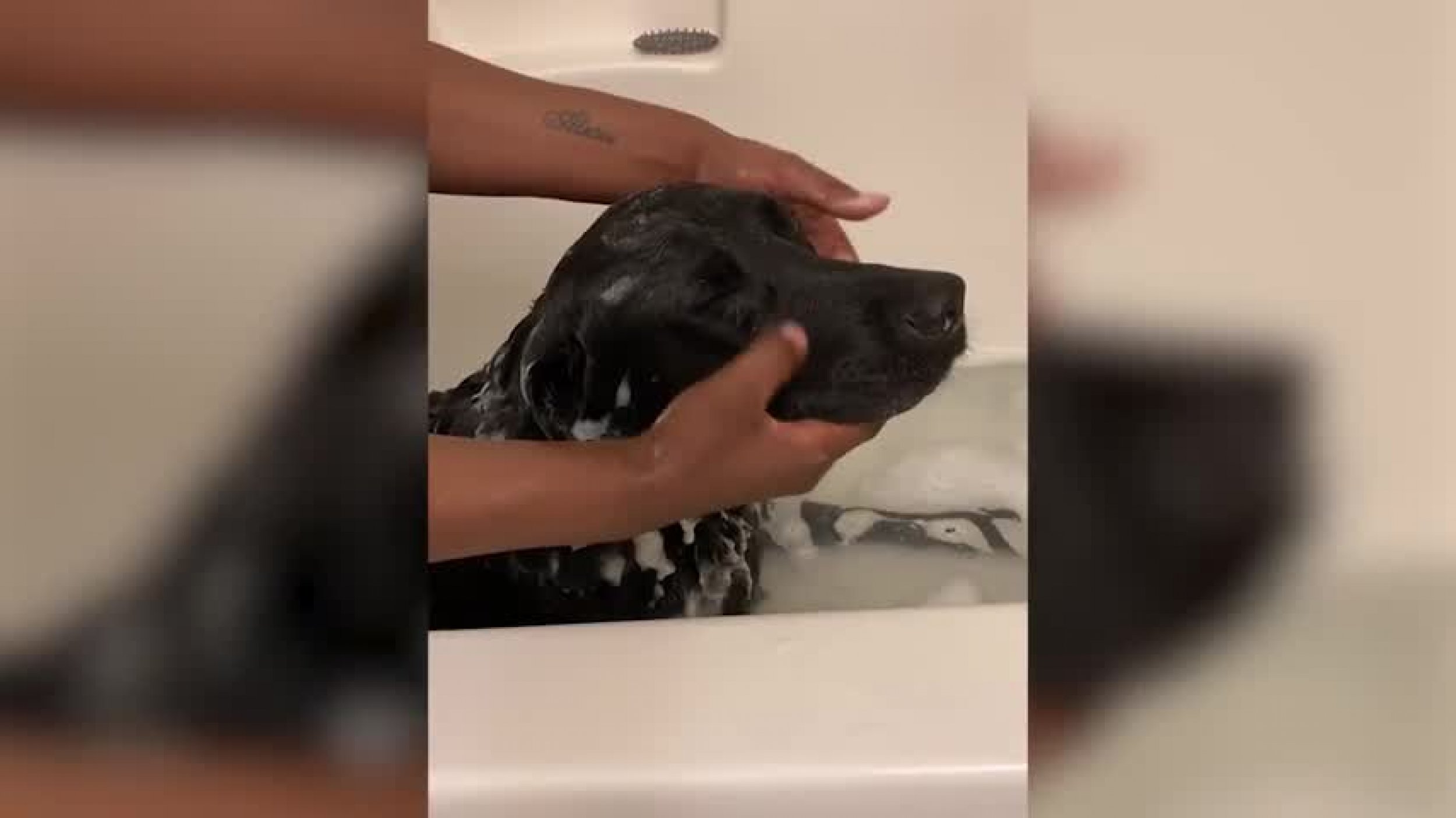 The Calmest, Most Well-Behaved Dogs Ease At Bath Time Goes Viral With 12M Views