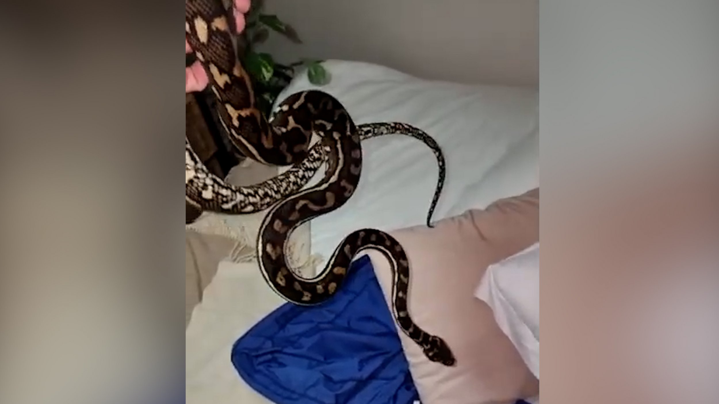 Watch Moment Snake Catcher Removes Giant Carpet Python Hiding Under Girls Bed
