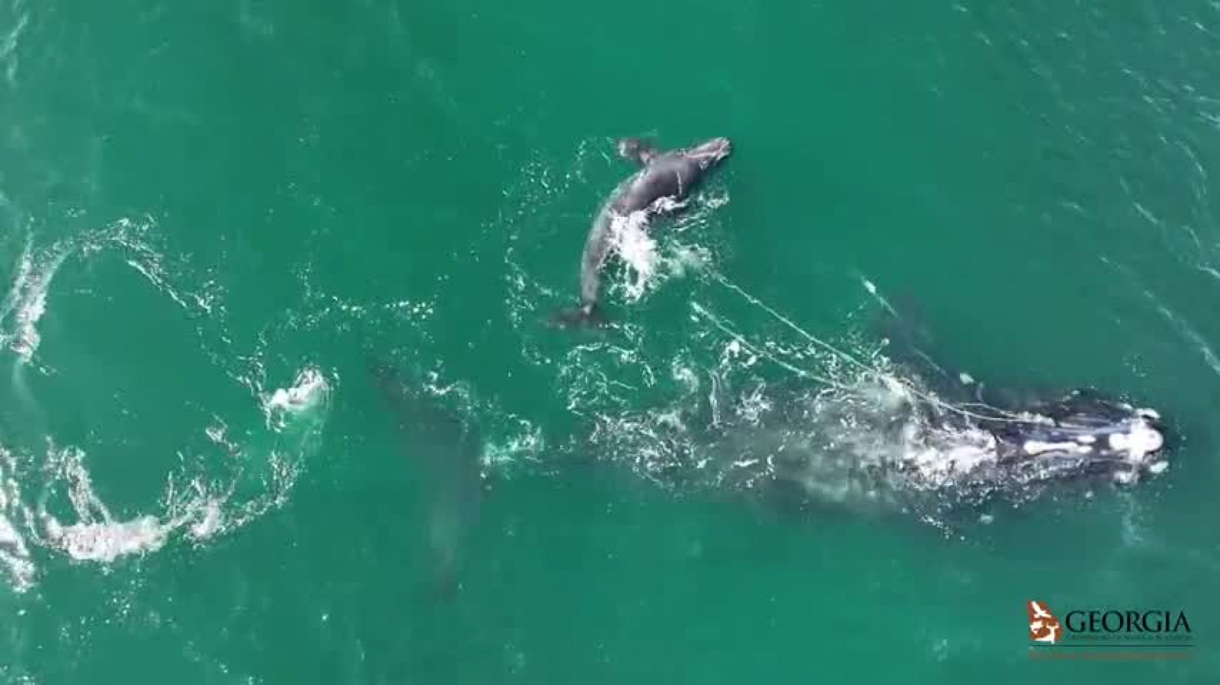 Entangled Whale And Her Calf Spotted Off The Coast Of Georgia