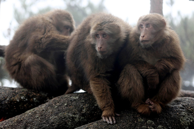 Macaques