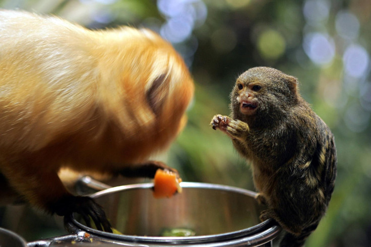 Pygmy marmoset