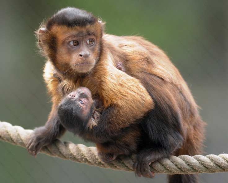 Capuchin monkeys