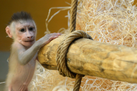 Baby drill monkey