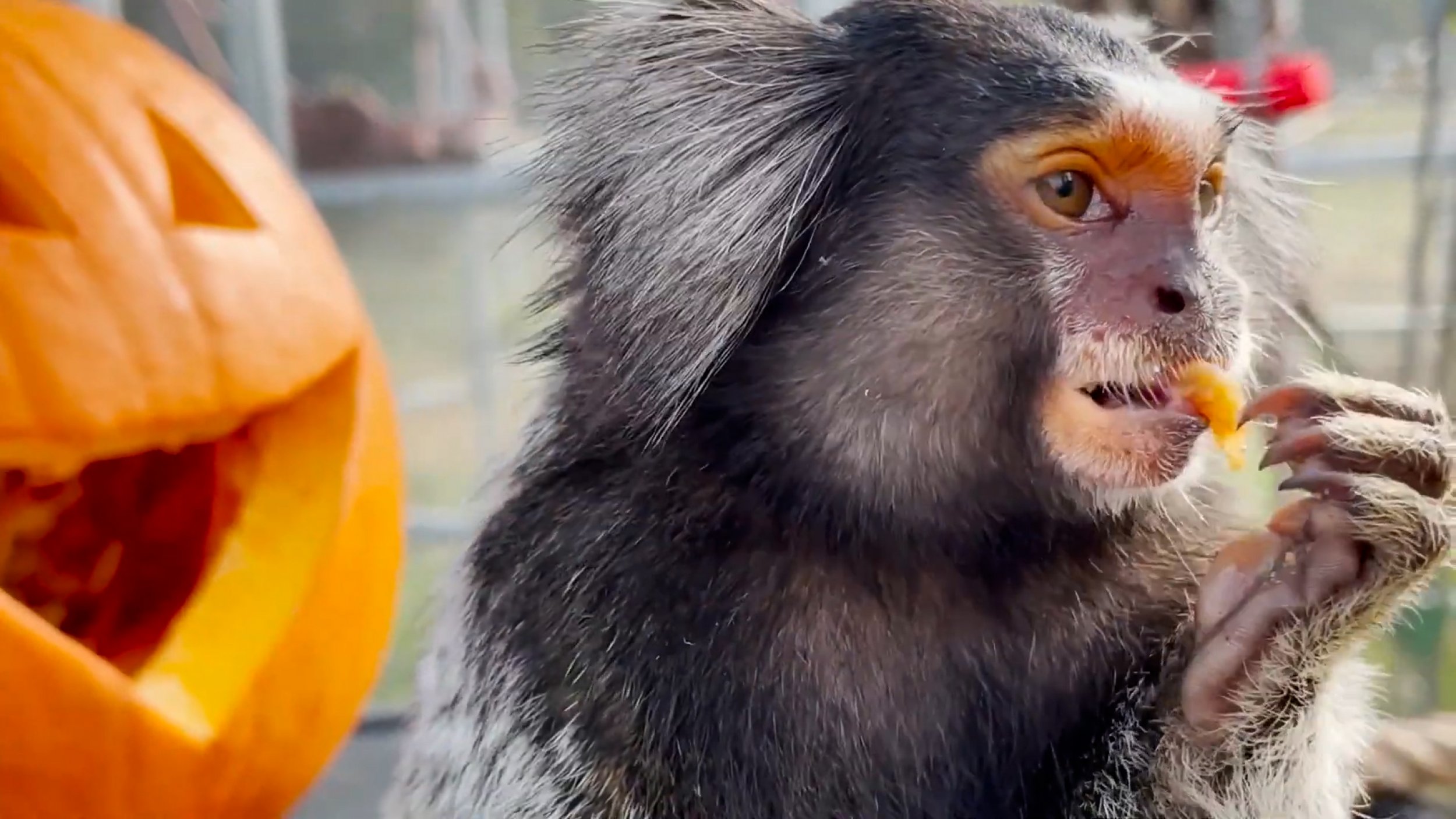 See Adorable Animals Treated To Halloween Snacks In Texas Sanctuary