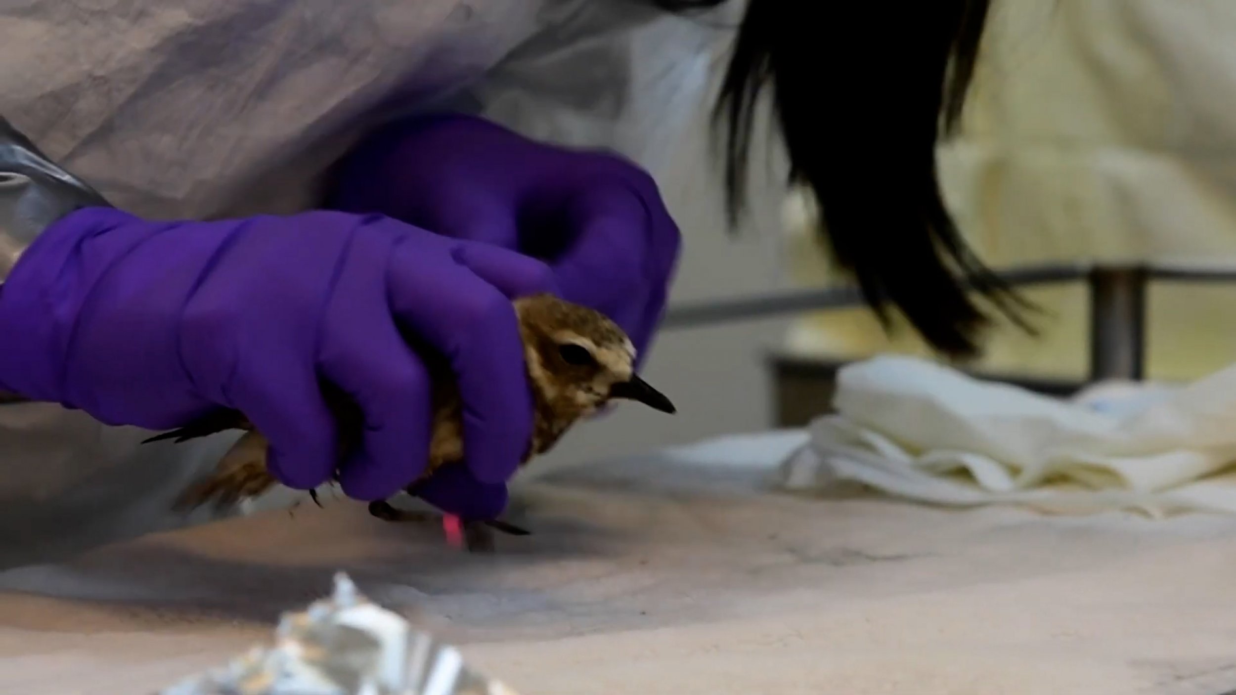 These Birds Rescued From The California Oil Spill Are Being Nursed Back To Health